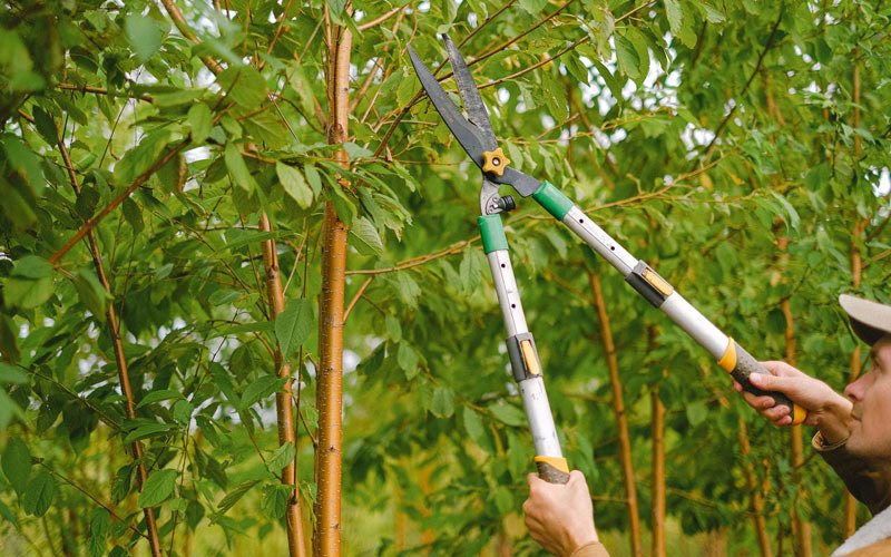 Tree trimming in Kenai, AK
